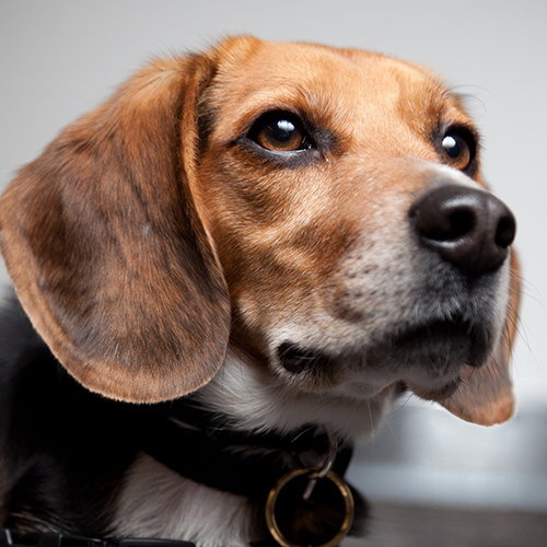 Benny, a member of the 2013 Beagle Brigade.