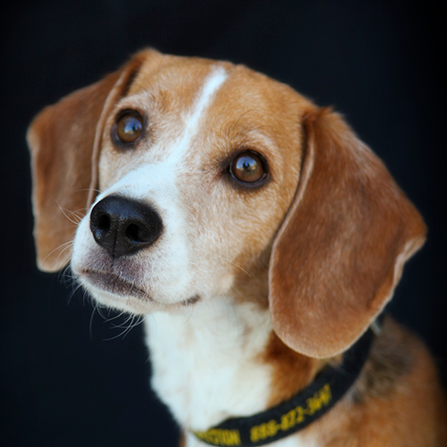 Buttons, a member of the 2013 Beagle Brigade.