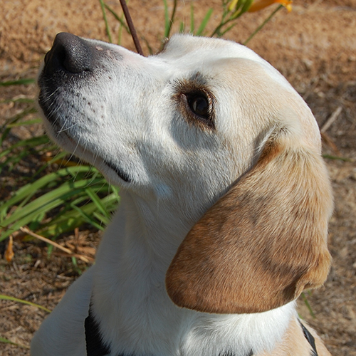 Calan, a member of the 2013 Beagle Brigade.