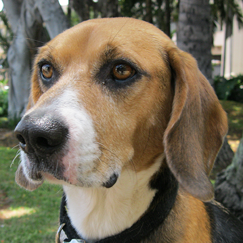 Cane, a member of the 2013 Beagle Brigade.