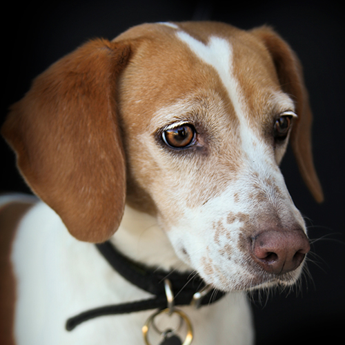 Cayenne, a member of the 2013 Beagle Brigade.