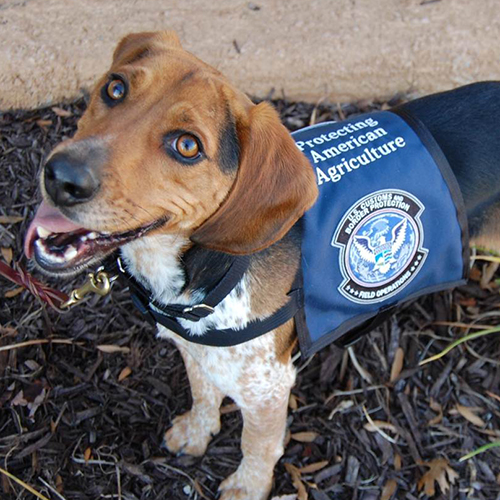 Chex, a member of the 2013 Beagle Brigade.