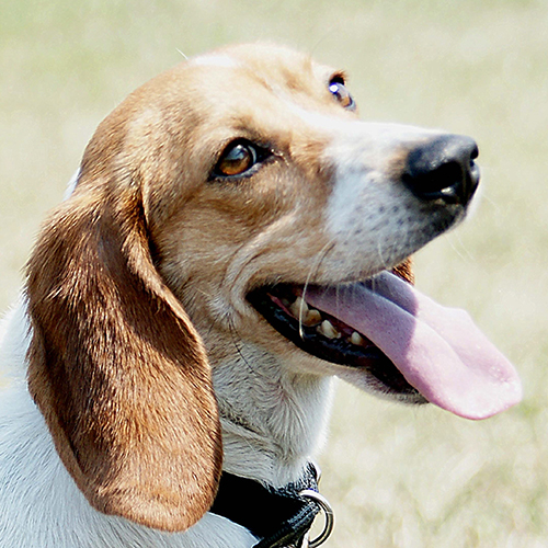 Corky, a member of the 2013 Beagle Brigade.