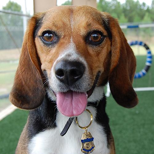 Dexter, a member of the 2013 Beagle Brigade.