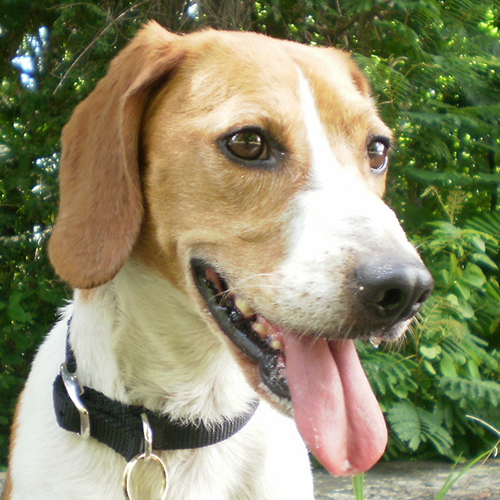 Diego, a member of the 2013 Beagle Brigade.