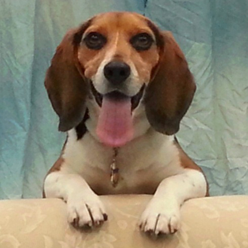 Dobbs, a member of the 2013 Beagle Brigade.