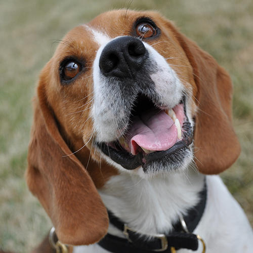 Dodge, a member of the 2013 Beagle Brigade.