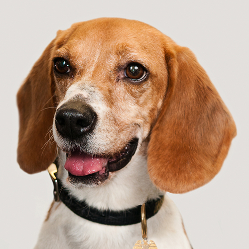 Dudley, a member of the 2013 Beagle Brigade.