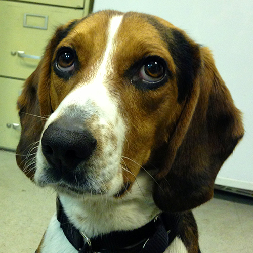 Emeril, a member of the 2013 Beagle Brigade.