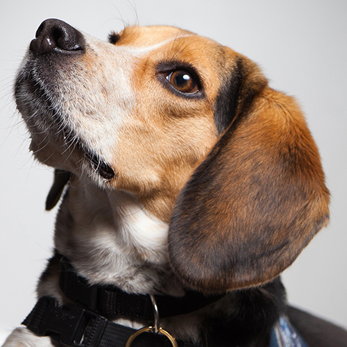 Floyd, a member of the 2013 Beagle Brigade.