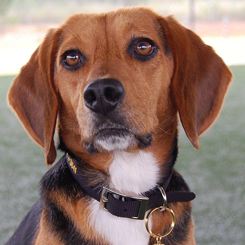 Gibbs, a member of the 2013 Beagle Brigade.