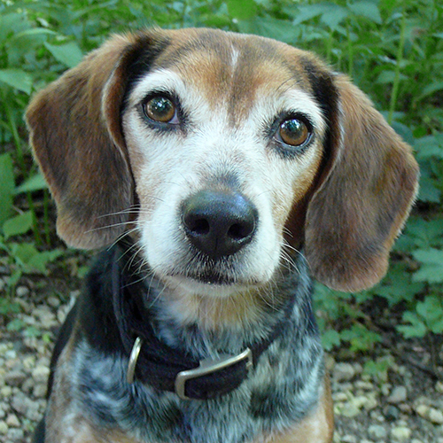 Gidget, a member of the 2013 Beagle Brigade.