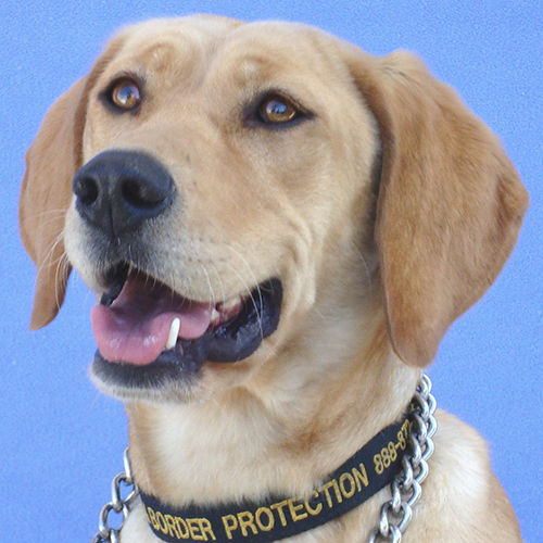 Goldie, a member of the 2013 Beagle Brigade.