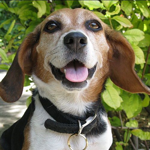 Greta, a member of the 2013 Beagle Brigade.