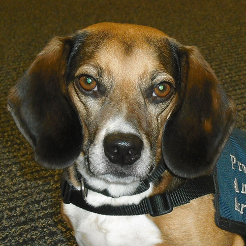 Guinness, a member of the 2013 Beagle Brigade.