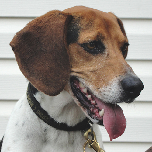 Gus, a member of the 2013 Beagle Brigade.