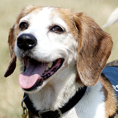 Hailey, a member of the 2013 Beagle Brigade.