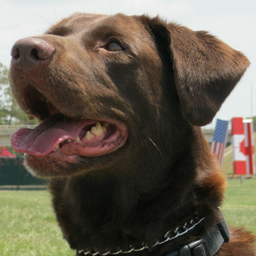Harlow, a member of the 2013 Beagle Brigade.
