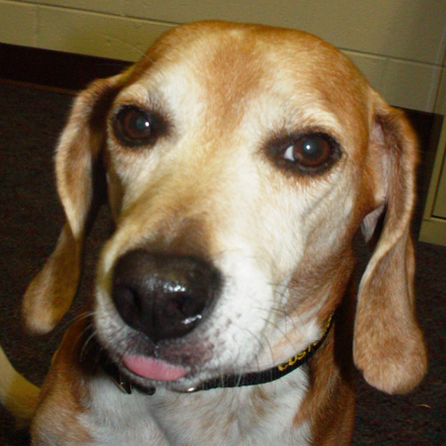 Heath, a member of the 2013 Beagle Brigade.
