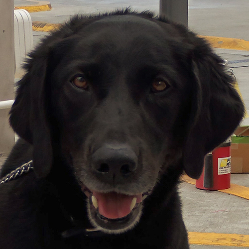 Holly, a member of the 2013 Beagle Brigade.