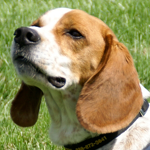 Jasper, a member of the 2013 Beagle Brigade.