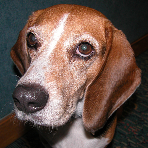 Junior, a member of the 2013 Beagle Brigade.