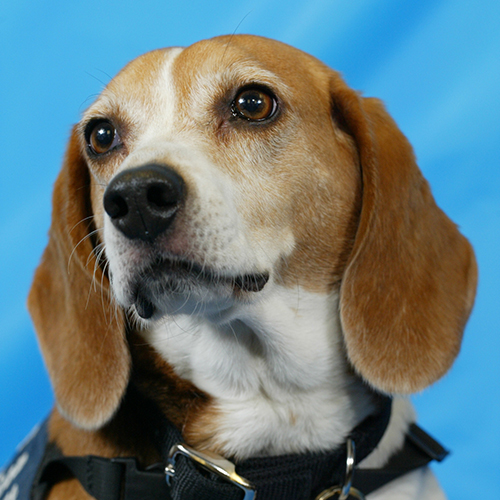 Kismet, a member of the 2013 Beagle Brigade.