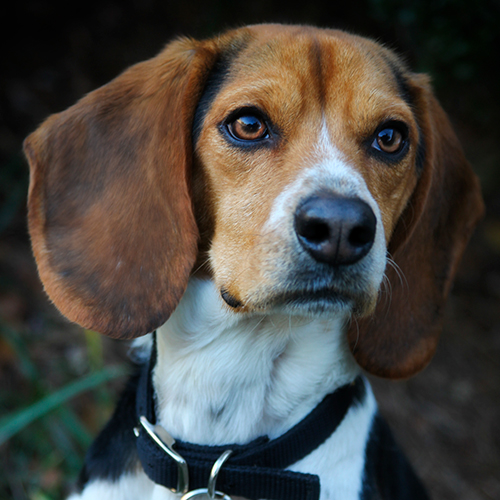 Linus, a member of the 2013 Beagle Brigade.