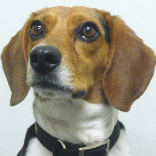 Lolly, a member of the 2013 Beagle Brigade.
