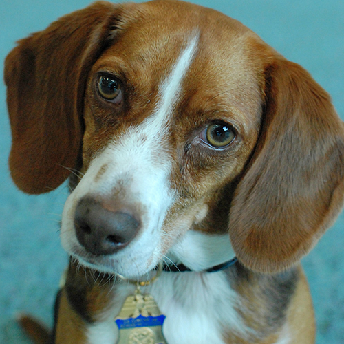 Lulu, a member of the 2013 Beagle Brigade.