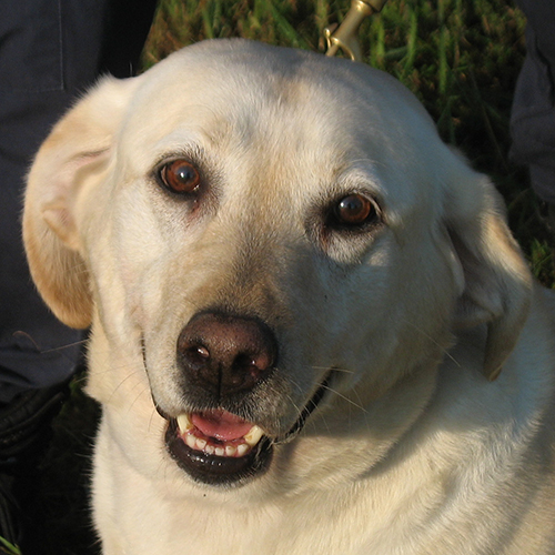 Luna, a member of the 2013 Beagle Brigade.