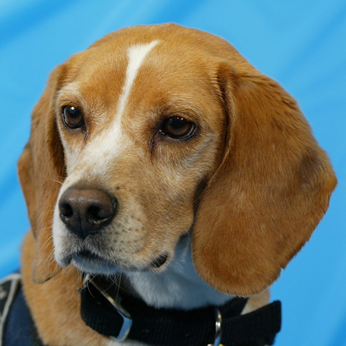 Mela, a member of the 2013 Beagle Brigade.