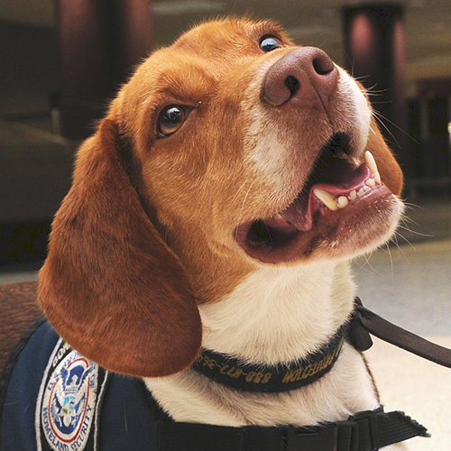 Milo, a member of the 2013 Beagle Brigade.