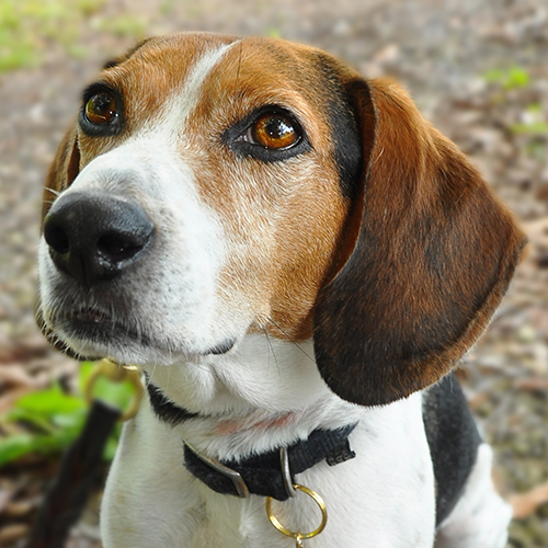 Mortimer, a member of the 2013 Beagle Brigade.