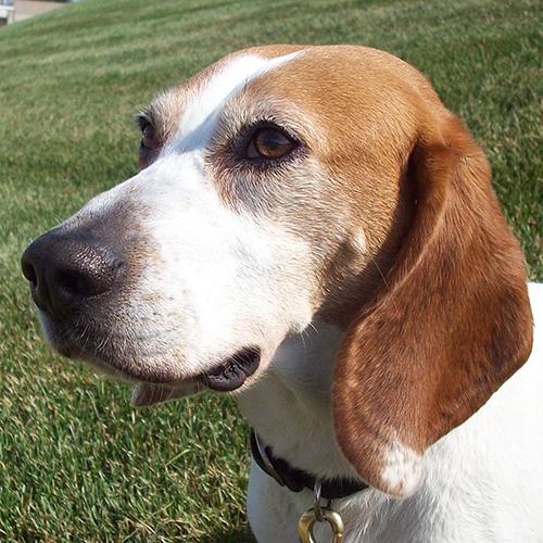 Murdock, a member of the 2013 Beagle Brigade.