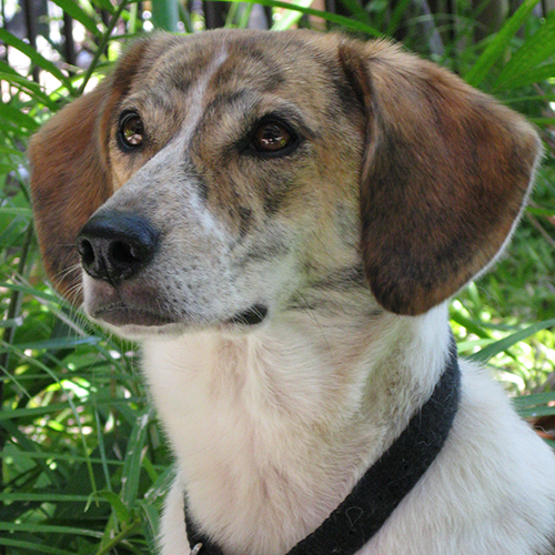 Natasha, a member of the 2013 Beagle Brigade.