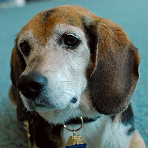 Noah, a member of the 2013 Beagle Brigade.