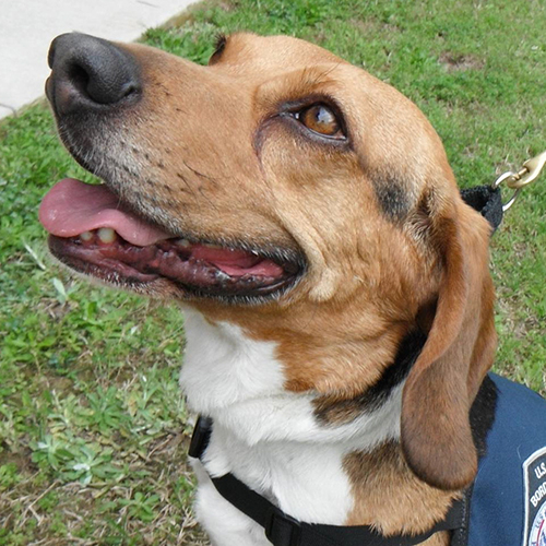 Patches, a member of the 2013 Beagle Brigade.