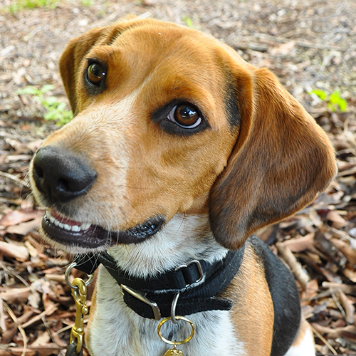 Penlee, a member of the 2013 Beagle Brigade.