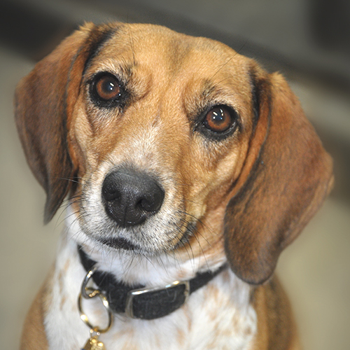 Pepper, a member of the 2013 Beagle Brigade.