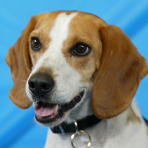 Picasso, a member of the 2013 Beagle Brigade.