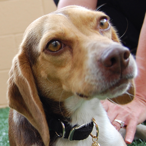 Pretty, a member of the 2013 Beagle Brigade.