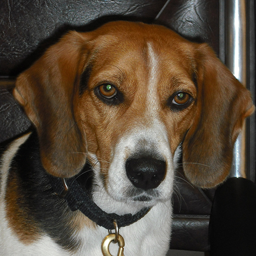 Ranger, a member of the 2013 Beagle Brigade.