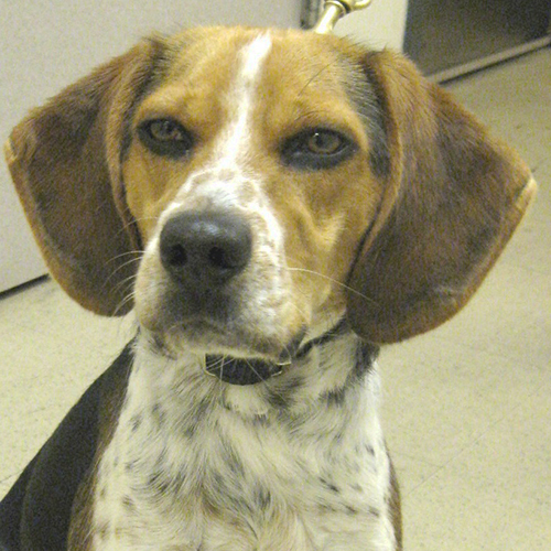 Revo, a member of the 2013 Beagle Brigade.