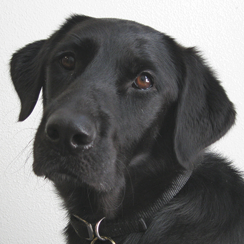 Riley, a member of the 2013 Beagle Brigade.
