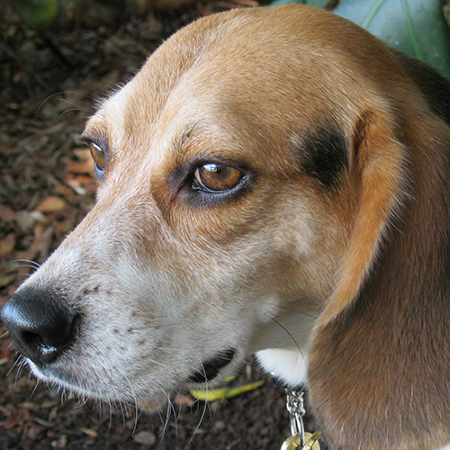 Ringo, a member of the 2013 Beagle Brigade.