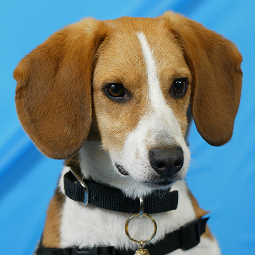 Rocket, a member of the 2013 Beagle Brigade.