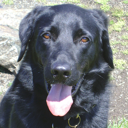 Rocky, a member of the 2013 Beagle Brigade.