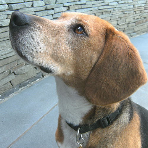 Rolo, a member of the 2013 Beagle Brigade.