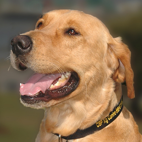 Ross, a member of the 2013 Beagle Brigade.